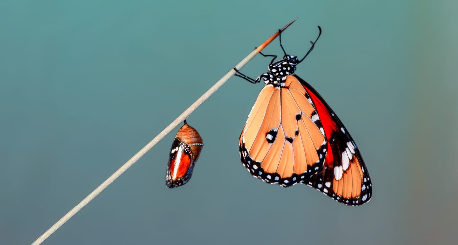 Butterfly's lifespan