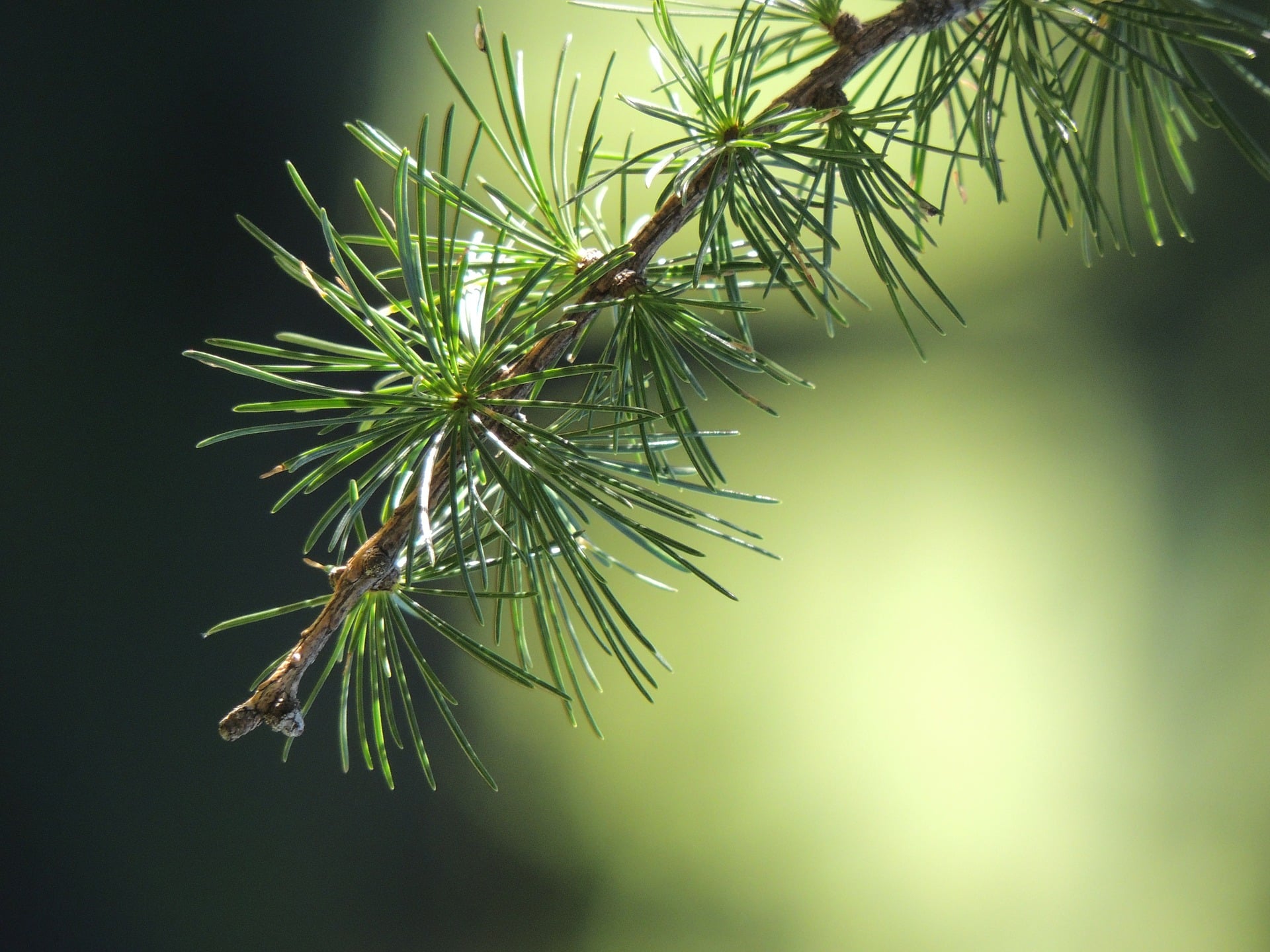 Fir tree branch