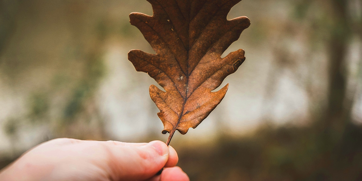Hand holding a dying leaf.