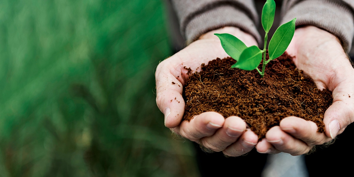 hands holding dirt with a young plant