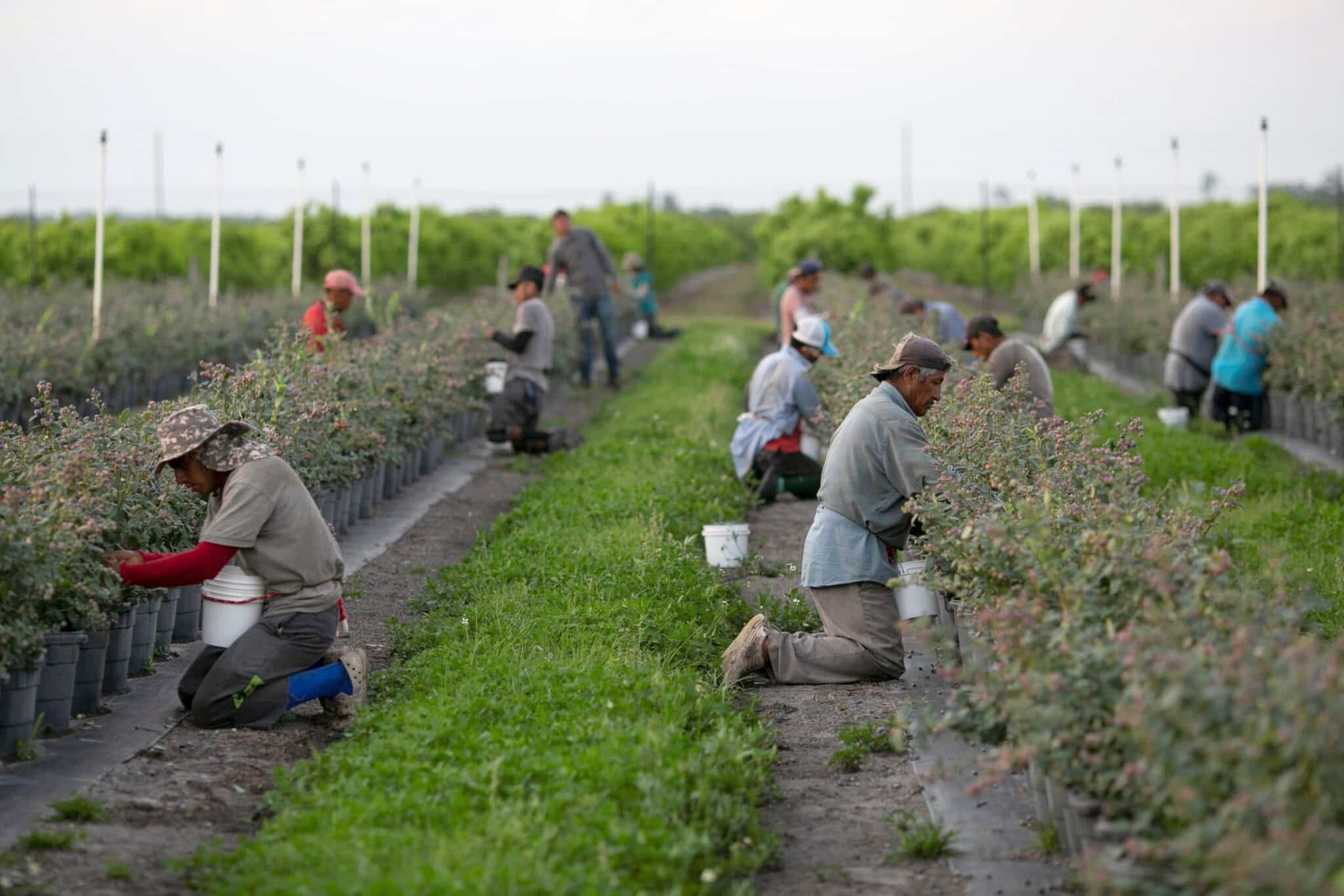 Mexican migrant workers pick blueberries during a harvest at a farm in Lake Wales, Fla., March 31, 2020.