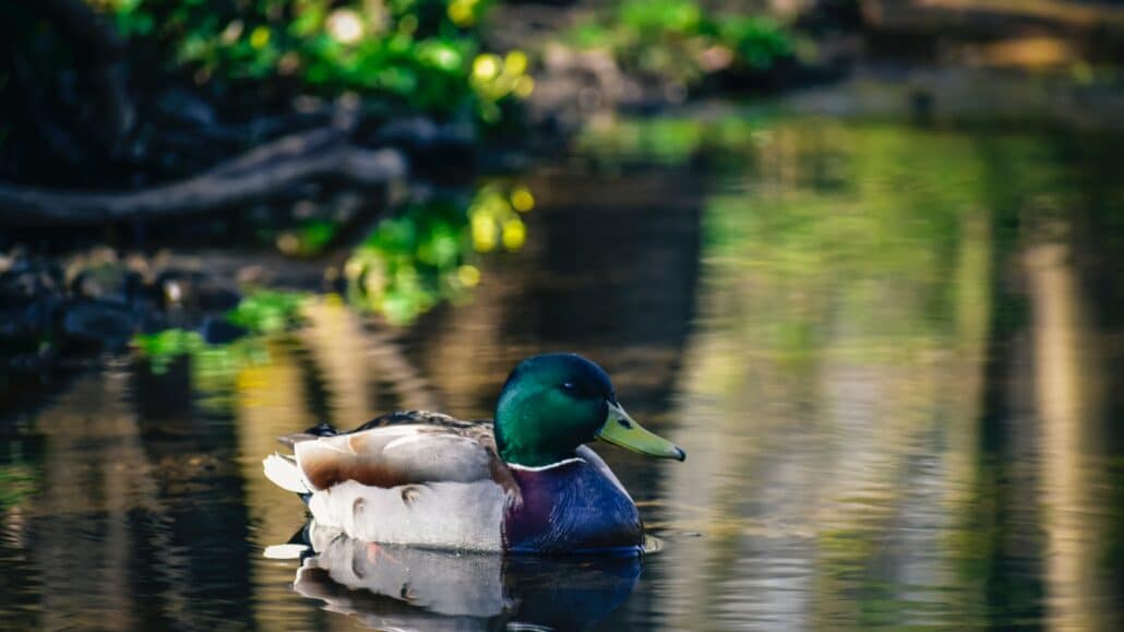 Mallard duck on the water | Photo: ChrisF via Pexels