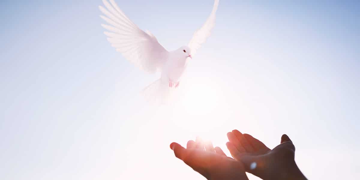 open hands receiving a white dove, symbol of peace