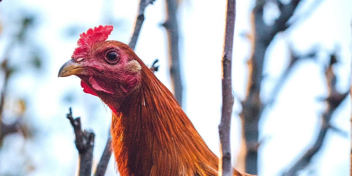 rooster head outside