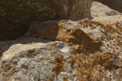 Fossils-10