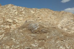 Fossils-11