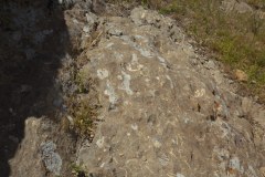Fossils-13