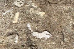Fossils-15