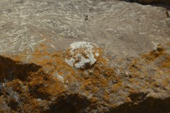 Fossils-8
