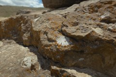 Fossils-9