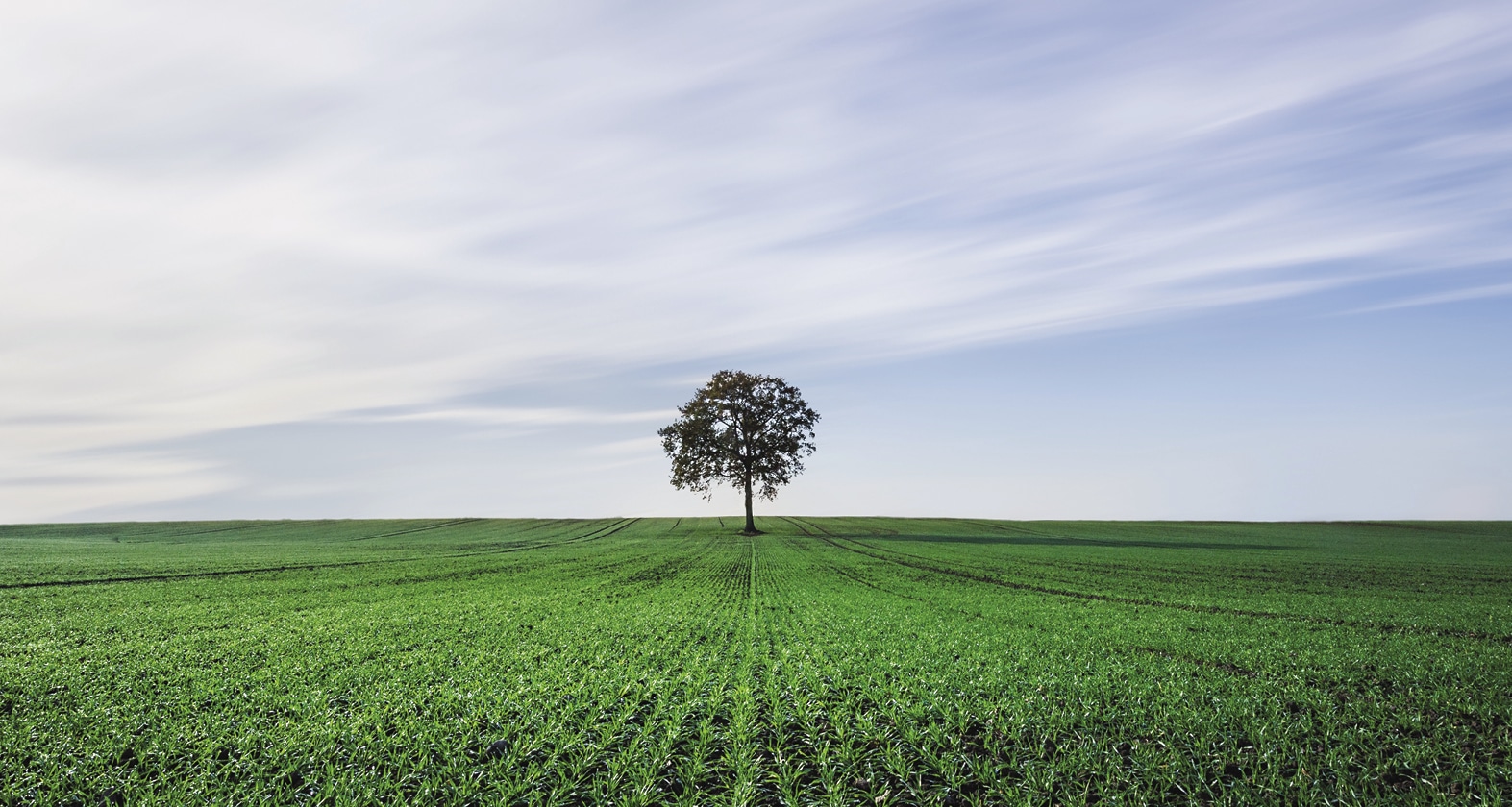 Tree in a field